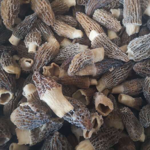 成都冰鲜羊肚大量货