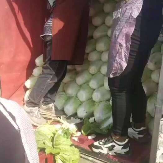 大荔县白菜
