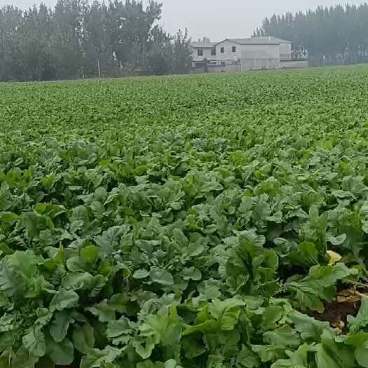 涞水县白萝卜
