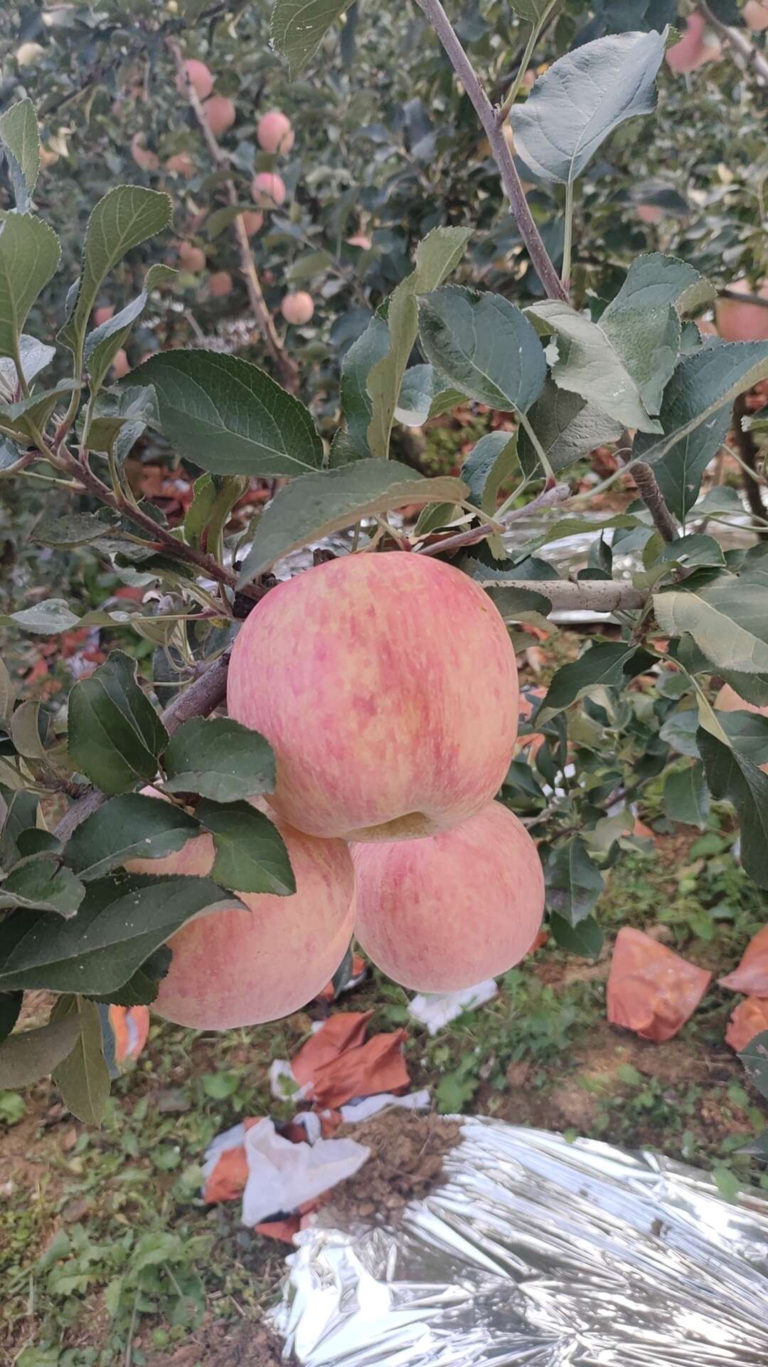 蒙陰小徐生鮮水果