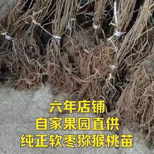 新宾县软枣猕猴桃苗  软枣猕猴桃营养杯苗