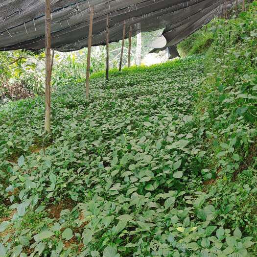 金平县南板蓝根、种苗、种子