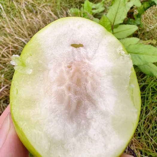 诏安县漳州脆蜜青枣头茬已上市，自家果园直达！