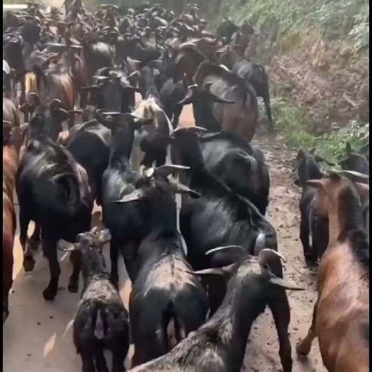 深圳黑山羊