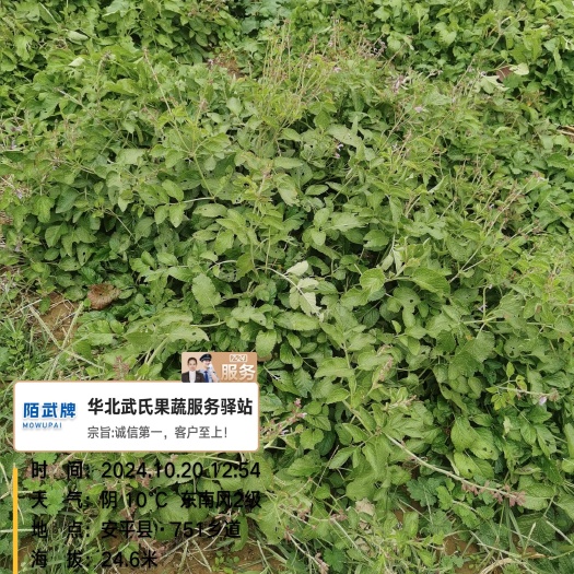 河北省衡水市安平县产红丹参药材基地供应！{宁氏专属}