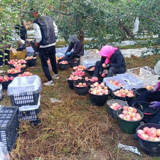中卫北纬38度，高海拔，日照足，昼夜温差大，苹果着色好，糖度高！