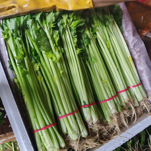 阳谷县精品小芹菜