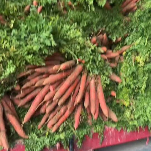 大荔县陕西渭南大荔县沙地秤杆红萝卜各种规格大量有货！