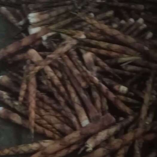 赤水市方竹笋刺竹笋大竹笋