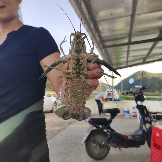 中山市澳洲淡水龙虾