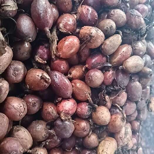 腾冲市云南白药，云南腾冲草果