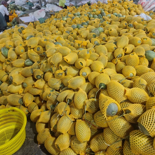 乐东县精品二瓜海沙地脆甜，皮毛白净，网纹好甜度高