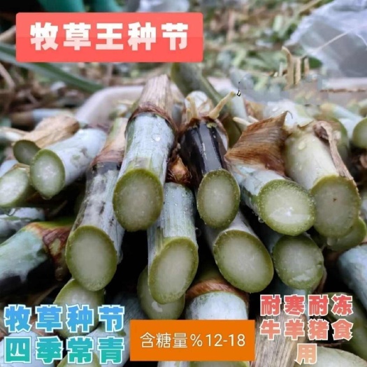 河池甜象草3号5号巨菌草红象草牧草王一颗(一节两芽)基地直发