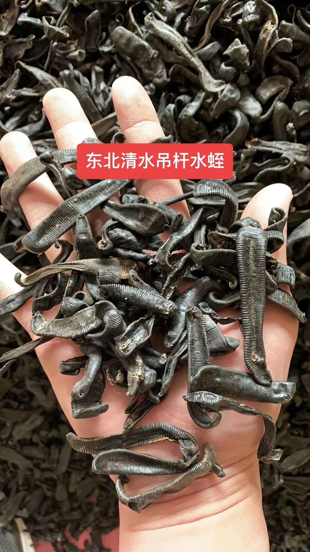 东北清水吊干，自然打捞，活体晾晒。干度立折