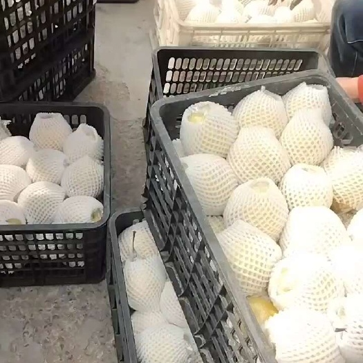 阳信县鸭梨，万亩梨园。果园直销。