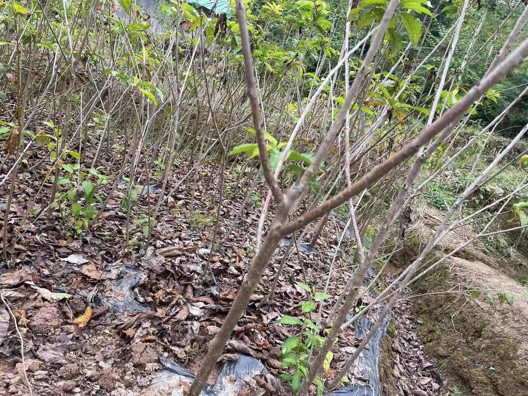 小趙果樹苗新品推出