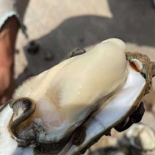 阳西县广东台山鲜美生蚝 长牡蛎 海水养殖当日发货