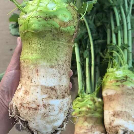 兴义市大头菜