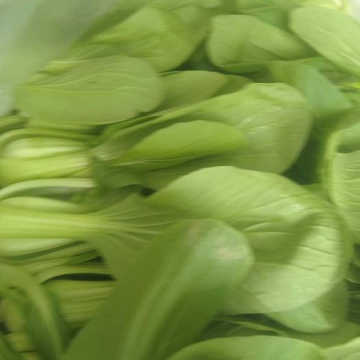 上海青毛白菜香菜茼蒿菠菜，以及其他蔬菜大量供应