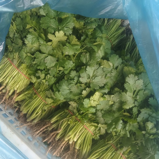 香菜油麦菜生菜以及其他蔬菜