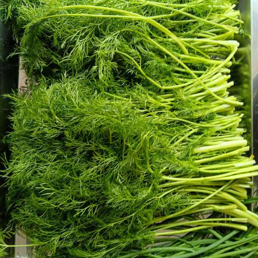榆中县小茴香新鲜当天拔的