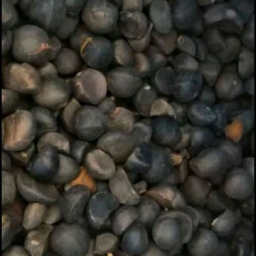 优质湖南邵东油茶籽 新鲜发货 10kg装