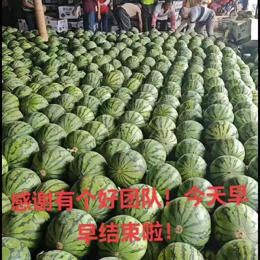 勐海县云南无籽美都高端精品货