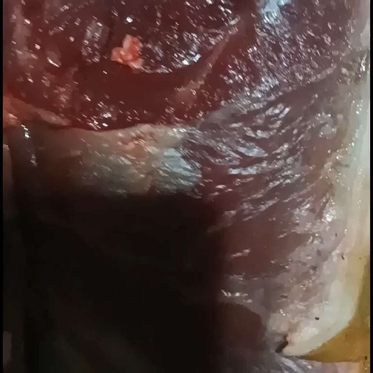新鲜放养现杀黑山羊肉