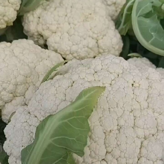 永宁县有机花菜