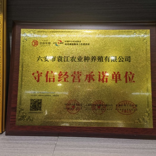 六安白鹅
