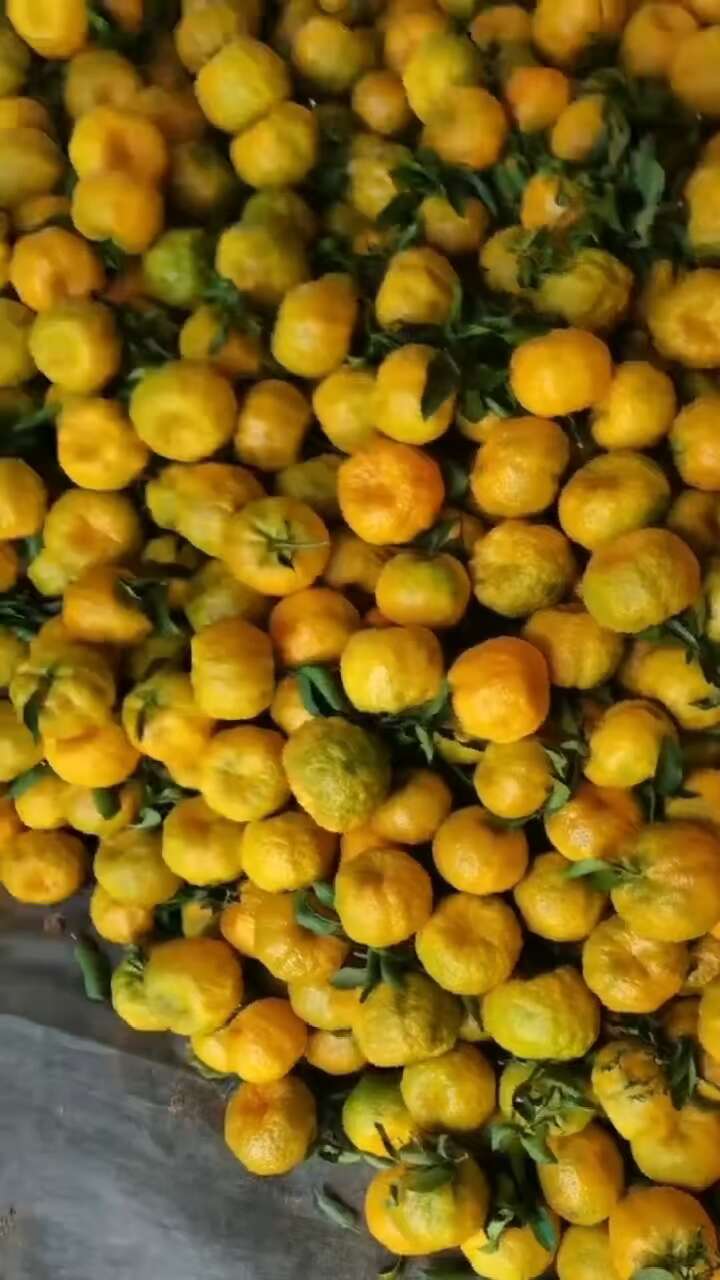 云南丑橘大量有货