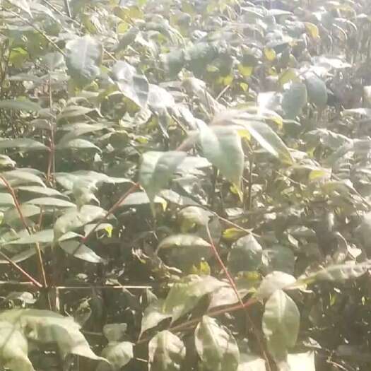 六盘水川黄柏苗