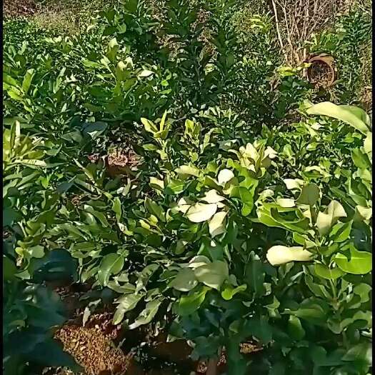 简阳市红心柚子苗