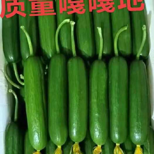 寿光市水果无刺小黄瓜产地直发 现摘现卖具体价格已当天货为准