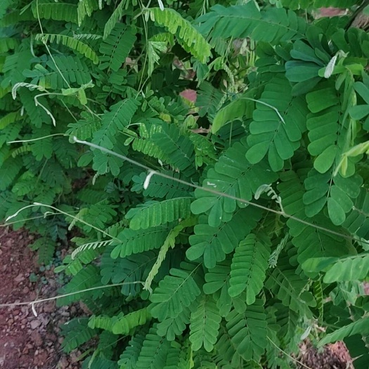钟山县鸡骨草，没扎的，干货，包油