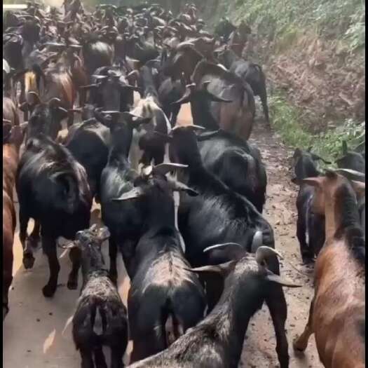 连州市放养黑山羊