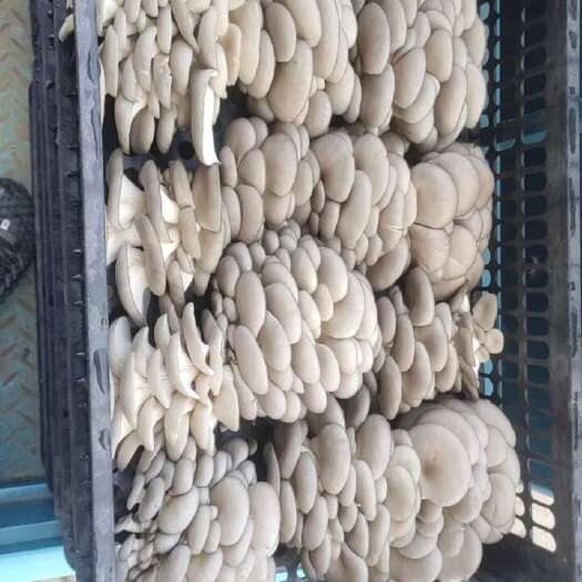新沂市精品套环菇（平菇）