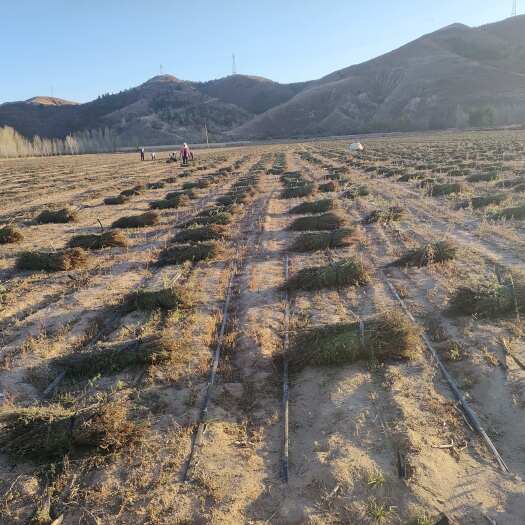 敖汉旗全芥，品相好，穗大株矮，嘎嘎绿