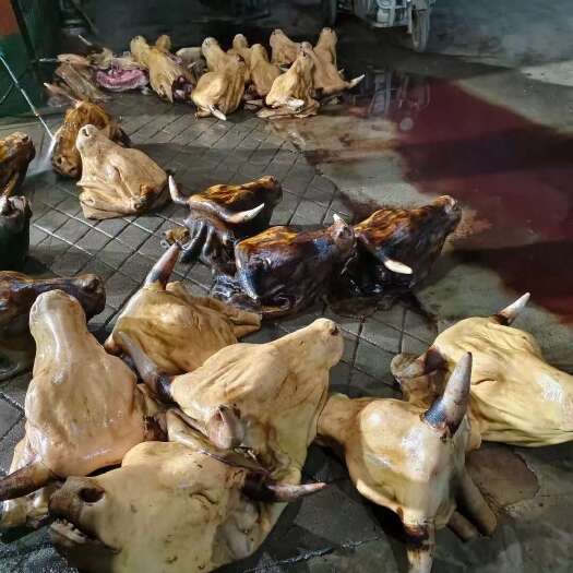 牛头宴专用，火烧毛牛头，欢迎咨询