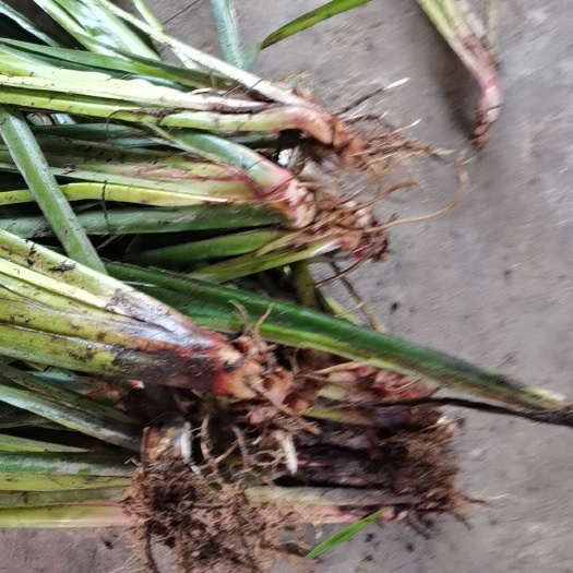 邻水县四川红心大叶石菖蒲苗，4年以上，10公分的老根，保证成活率