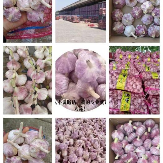 中牟县中牟大蒜供应商，蒜米料，一般混级，中混级，大混级，常年供货