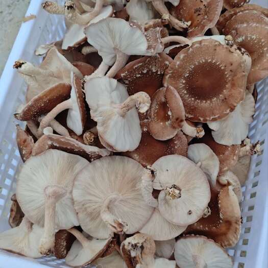 道真县贵州遵义道真马桑菌鲜货现摘现发