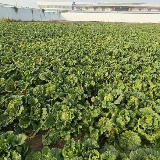 宁阳县青麻叶大白菜