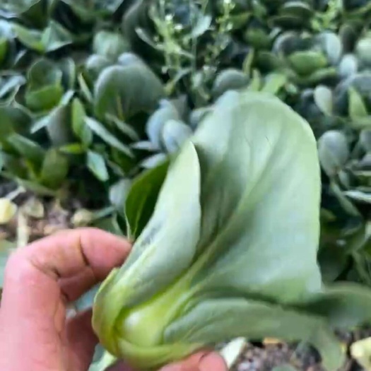 苏州青  太湖菜  大黑菜