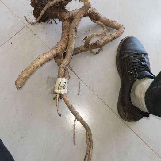 维西县云南迪庆党参