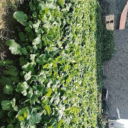 自家蔬菜基地纯绿色蔬菜