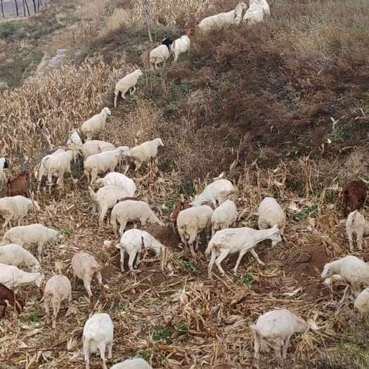 平凉散养绵羊山羊 羊肉鲜嫩 不膻 价格美丽量大从优