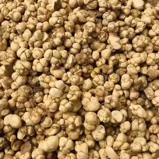 绥德县土贝母