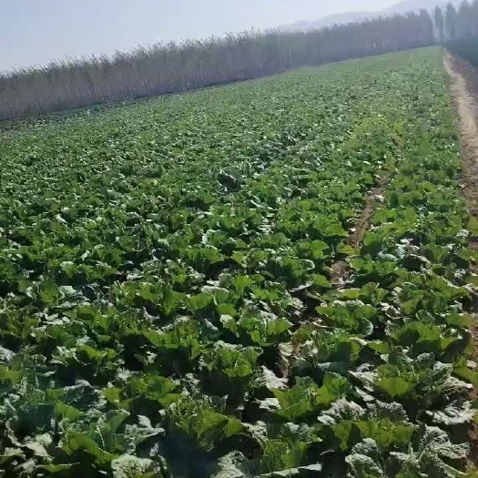 建平县黄心大白菜