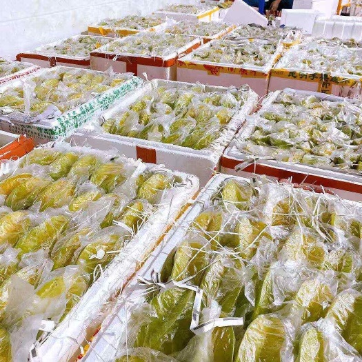廉江市自家1000亩果园，自产自销